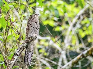 Common Prints: An adult common potoo, Nyctibius griseus