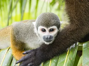 Adult common squirrel monkey (Saimiri sciureus), in San Francisco Village, Amazon Basin