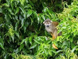 Agile Prints: An adult common squirrel monkey