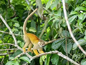 Skills Prints: An adult common squirrel monkey
