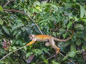 Ethology Prints: An adult common squirrel monkey