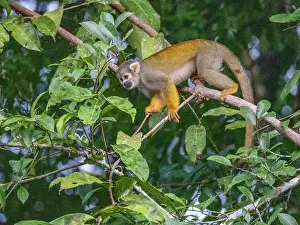 Skills Prints: An adult common squirrel monkey