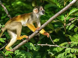Enthusiasts Prints: An adult common squirrel monkey