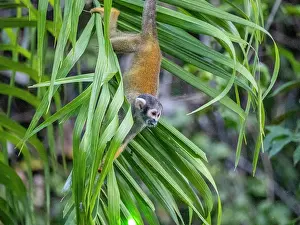 Primates Prints: An adult common squirrel monkey