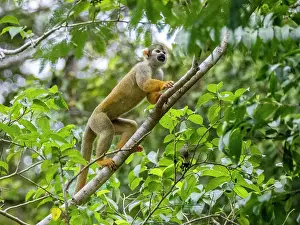 Squirrel Prints: An adult common squirrel monkey