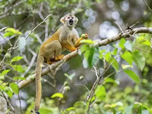Skills Prints: An adult common squirrel monkey