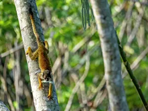Skills Prints: An adult common squirrel monkey