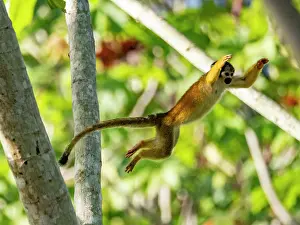 Furry Prints: An adult common squirrel monkey