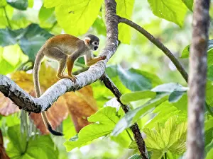 Juvenile Prints: An adult common squirrel monkey
