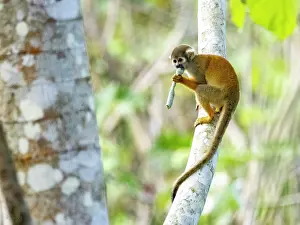 Skills Prints: An adult common squirrel monkey