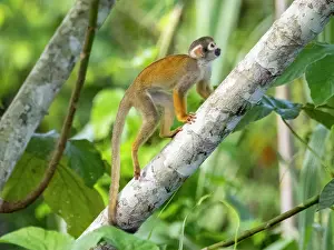 Amazon Prints: An adult common squirrel monkey