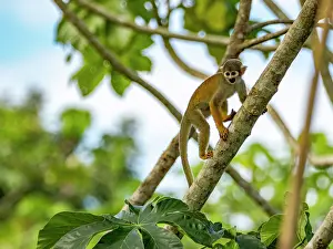 Cute Prints: An adult common squirrel monkey