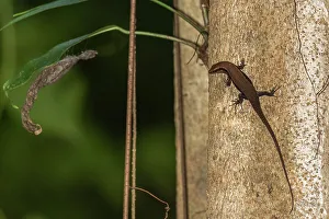 Tree Trunk Prints: An adult common sun skink (Eutropis multifaciata)