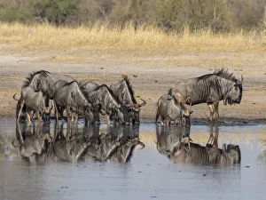 Drinking Prints: Adult common wildebeest (Connochaetes taurinus), drinking near the Lukosi River