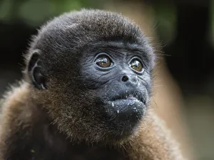 An adult common woolly monkey (Lagothrix lagothricha), in the trees along the Yarapa