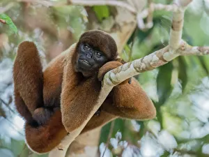 Wild Animals Prints: An adult common woolly monkey (Lagothrix lagothricha), in the trees along the Yarapa