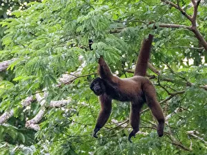 Enthusiasts Prints: An adult common woolly monkey, Lagothrix lagothricha