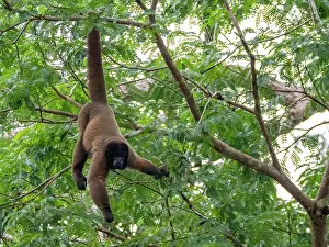 Strength Prints: An adult common woolly monkey, Lagothrix lagothricha