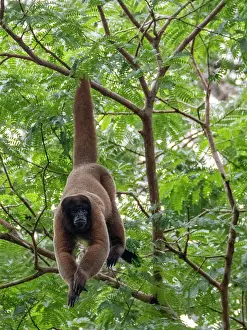 Refuge Prints: An adult common woolly monkey, Lagothrix lagothricha