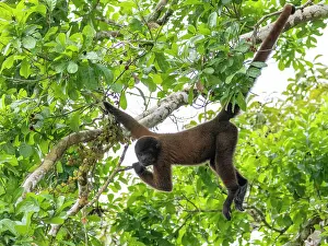 Zoology Prints: An adult common woolly monkey, Lagothrix lagothricha
