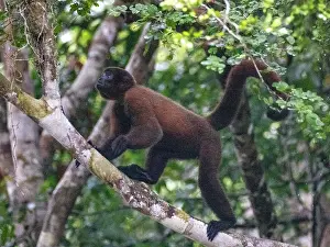 Skills Prints: An adult common woolly monkey, Lagothrix lagothricha