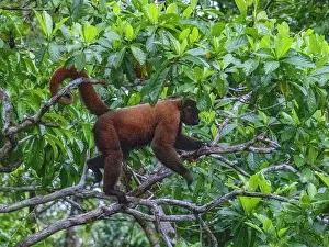 Skills Prints: An adult common woolly monkey, Lagothrix lagothricha