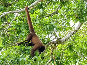 Skills Prints: An adult common woolly monkey, Lagothrix lagothricha