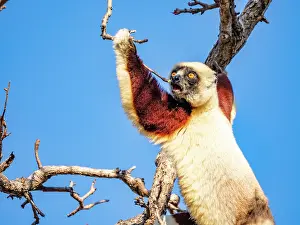 Bright Prints: Adult Coquerels sifaka climbs tree branch in Madagascar during daytime