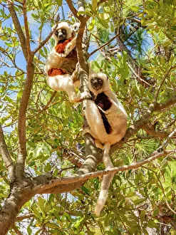 Skills Prints: Two adult Coquerels sifaka engage in tree climbing at Lemur Park in Madagascar during a sunny day