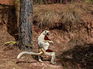 Endangered Prints: Adult Coquerels sifaka leaps on the ground in Lemur Park located in Antanavarino Madagascar