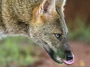 Adult crab-eating fox (Cerdocyon thous), head detail at Pousada Piuval, Mato Grosso, Pantanal, Brazil, South America