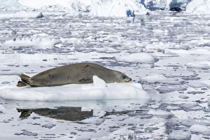 An adult crabeater seal (Lobodon carcinophaga), hauled out on the ice in Paradise Bay