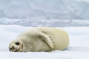 Marine Biology Prints: Adult crabeater seal (Lobodon carcinophaga)