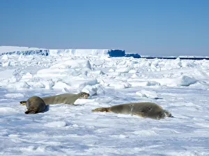 Adult crabeater seals (Lobodon carcinophaga), on ice near Snow Hill Island, Weddell Sea, Antarctica, Polar Regions