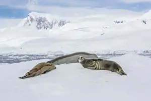 Sealife Prints: Adult crabeater seals (Lobodon carcinophaga) resting on ice floe in Neko Harbor