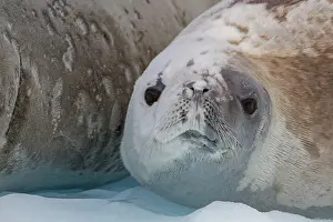 Loss Prints: Adult crabeater seals resting on ice floe in Antarctica near the Antarctic Peninsula during a sunny day