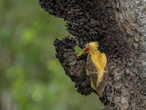 Bark Prints: An adult cream-colored woodpecker