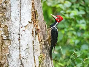 Bark Prints: An adult crimson-crested woodpecker
