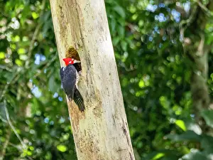 Woodpecker Prints: An adult crimson-crested woodpecker
