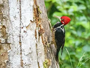 Plumage Prints: An adult crimson-crested woodpecker