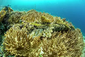 Tropical Climate Prints: An adult crocodile flathead (Cymbacephalus beauforti) camouflaged in the coral