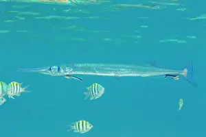 Bangka Island Prints: An adult crocodile needlefish (Tylosurus crocodilus) being cleaned on the reef off Bangka Island