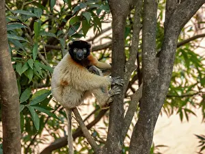 Sanctuary Prints: Adult crowned sifaka resting in a tree in Lemur Park