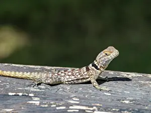 Lizard Prints: Adult Cuviers Madagascar swift Oplurus cuvieri seen on a log in Anjajavy Private Reserve Madagascar
