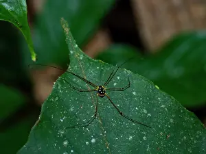 Living Prints: An adult daddy longlegs spider