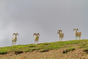 Horns Prints: Adult Dall sheep (Ovis dalli) in Denali National Park, Alaska, United States of America
