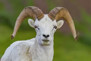Horns Prints: Adult Dall sheep (Ovis dalli) in Denali National Park, Alaska, United States of America