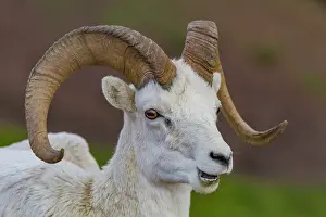 Horns Prints: Adult Dall sheep (Ovis dalli) in Denali National Park, Alaska, United States of America