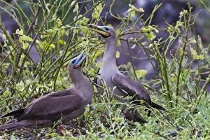 Booby Prints: Adult dark morph red-footed boobies (Sula sula)