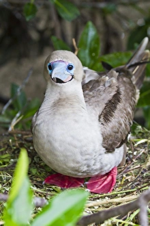 Ecuador Gallery: Adult dark morph red-footed booby (Sula sula), Genovesa Island, Galapagos Islands, Ecuador